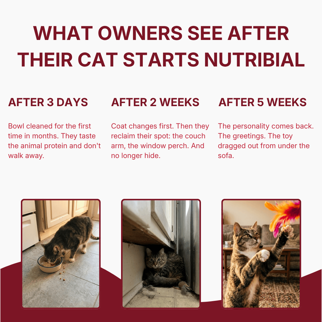Nutribial Advanced Haematinic Complex
