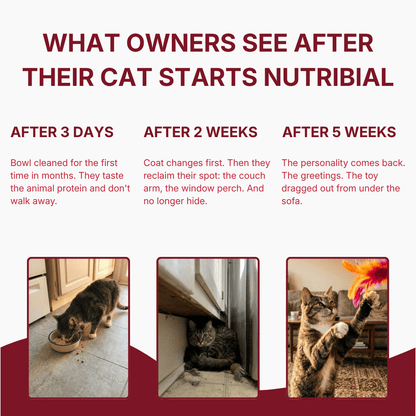 Nutribial Advanced Haematinic Complex