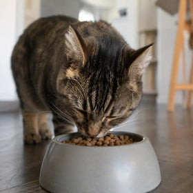 Appetite