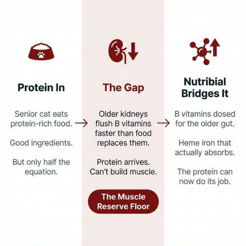 Nutribial Advanced Haematinic Complex