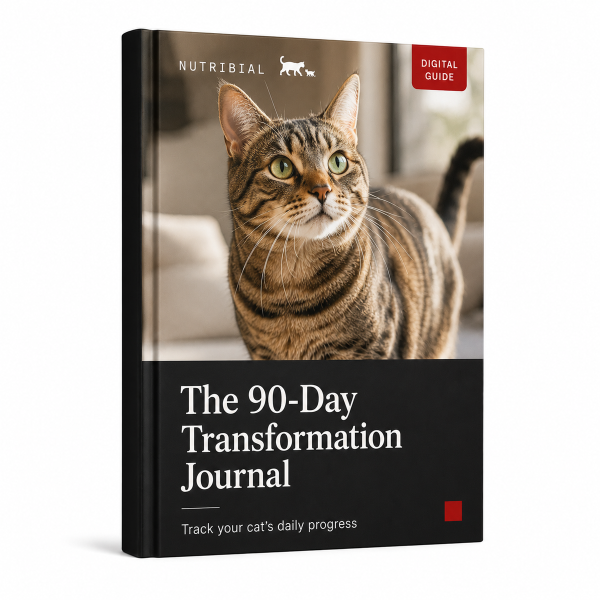 Transformation Journal eGuide